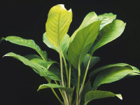 Снимка на Anubias heterophylla